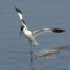 Avocette